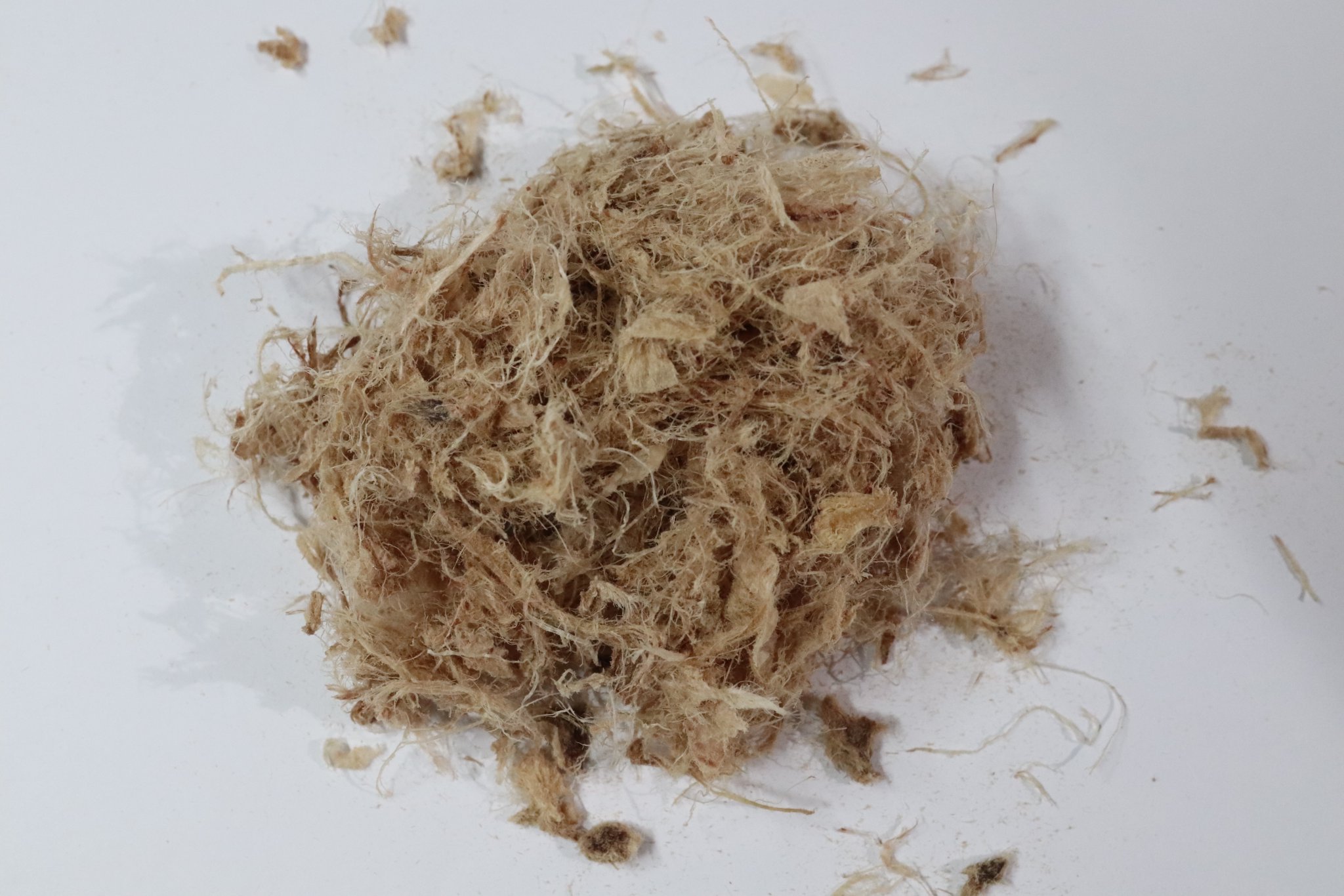 ベニソンとろろ1